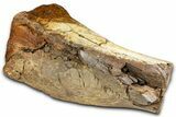 Fossil Hadrosaur Tibia Bone Section - Wyoming #371523-2